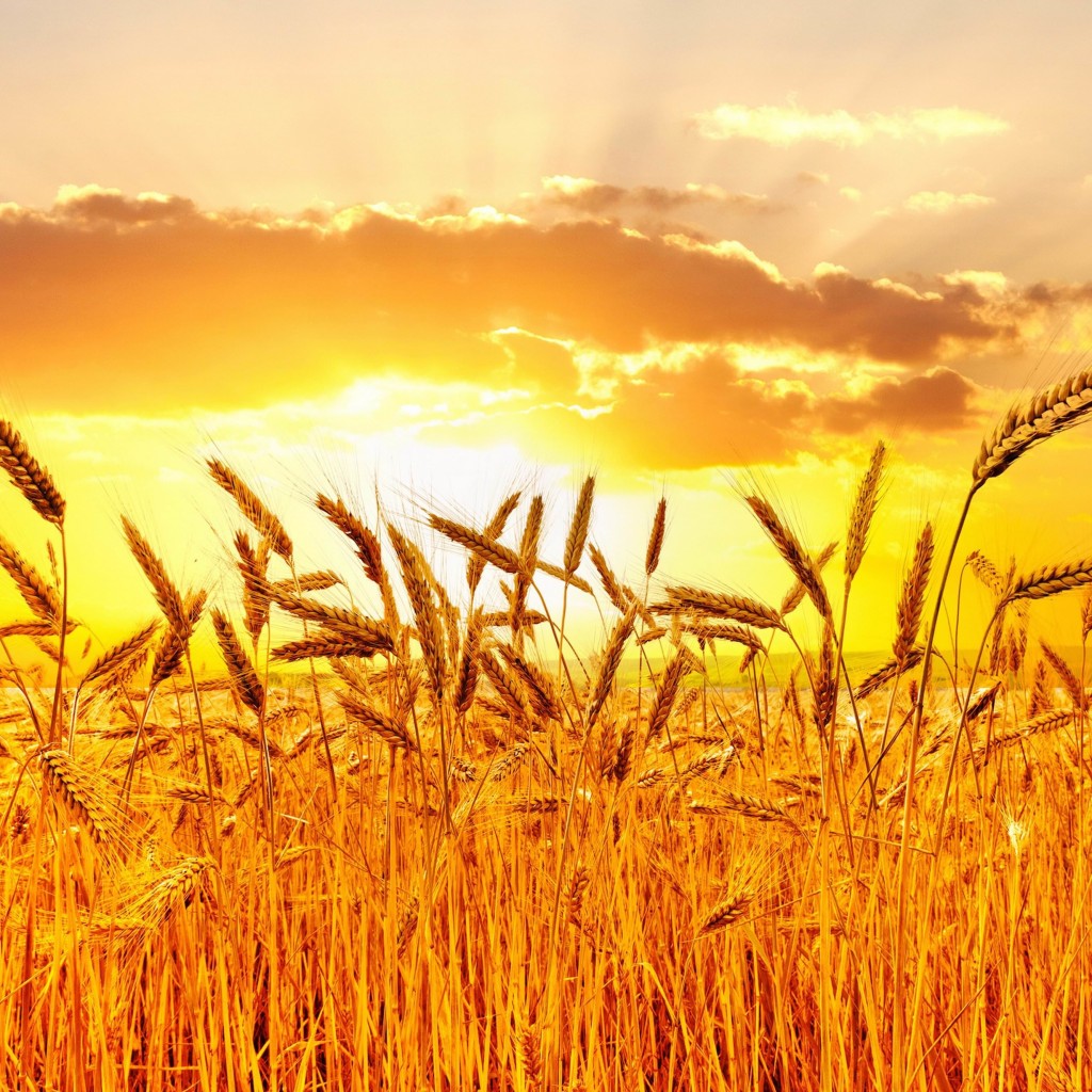 Golden Wheat Field At Sunset Wallpaper for Apple iPad