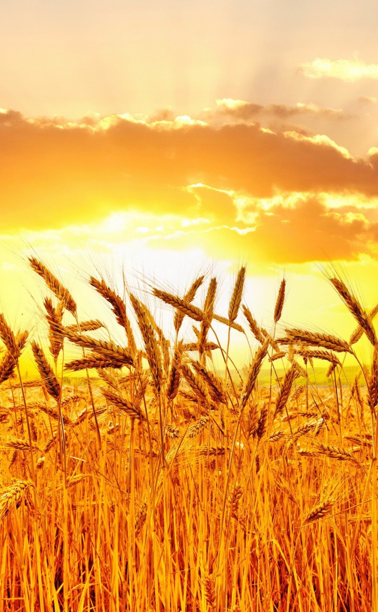 Golden Wheat Field At Sunset Wallpaper for Apple iPhone 4 / 4s