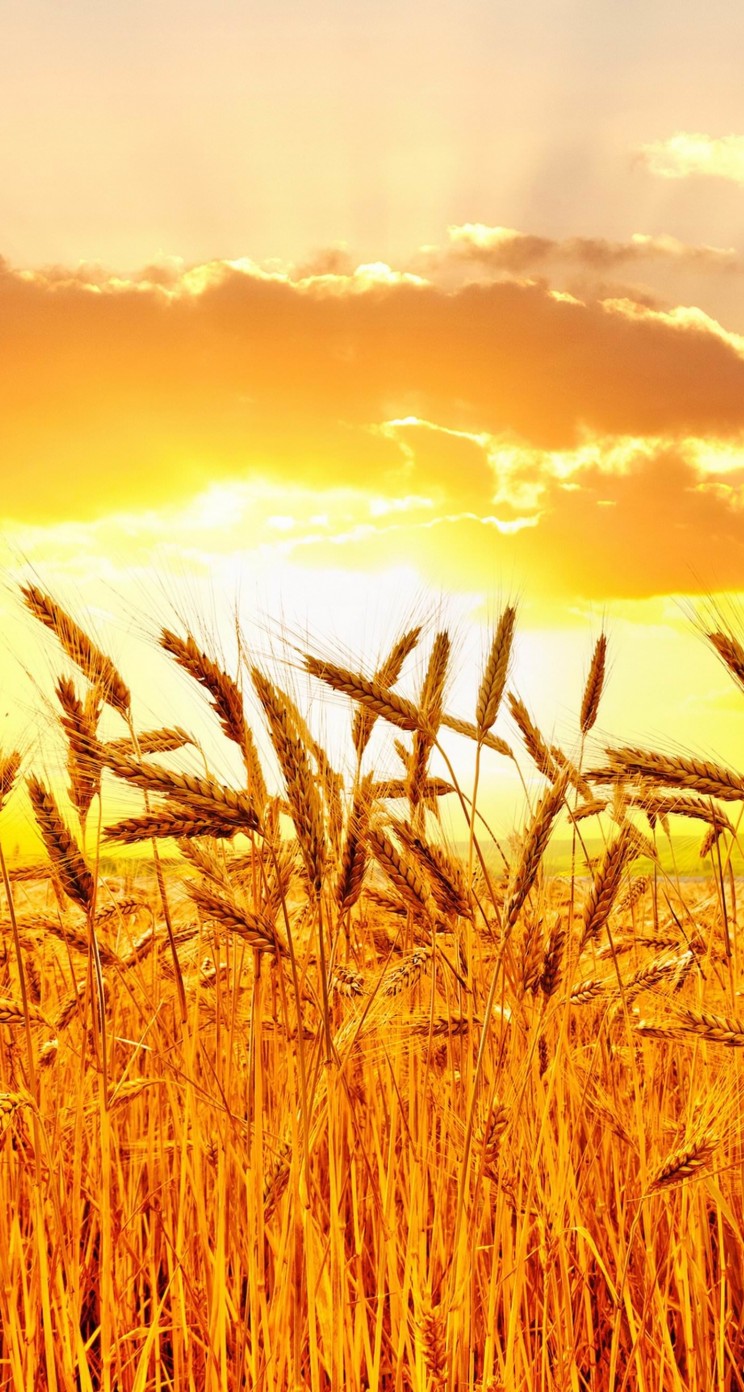 Golden Wheat Field At Sunset Wallpaper for Apple iPhone 5 / 5s