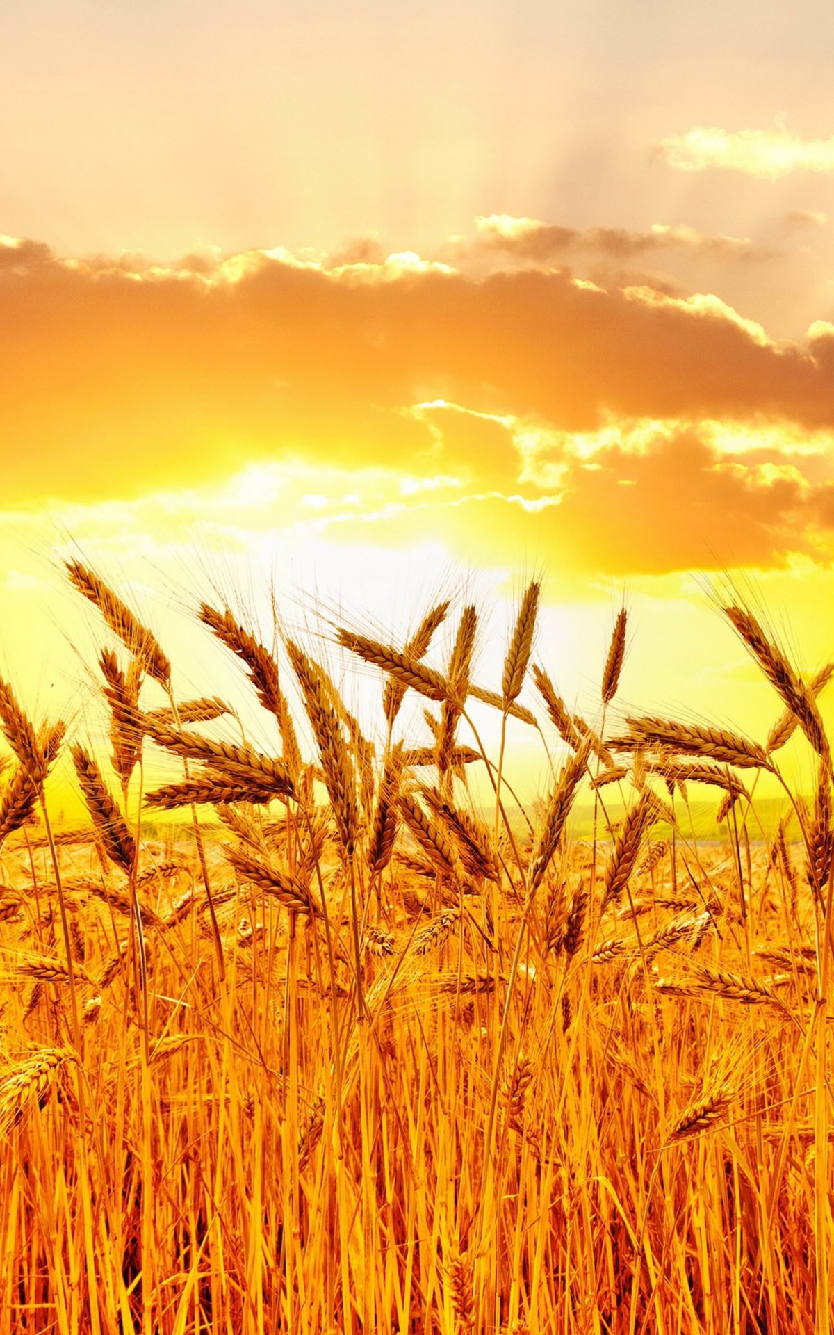 Golden Wheat Field At Sunset Wallpaper for Amazon Kindle Fire HDX