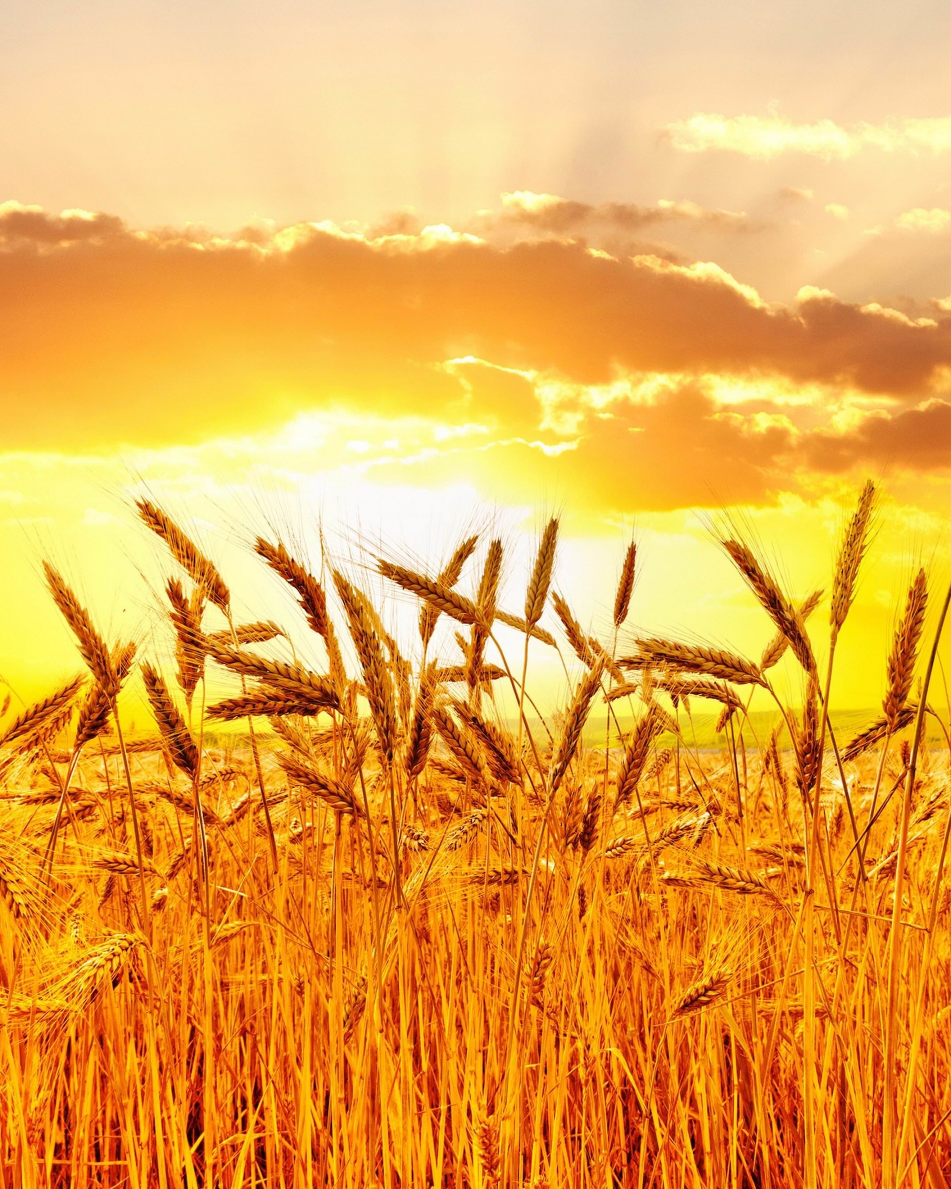 Golden Wheat Field At Sunset Wallpaper for Google Nexus 7