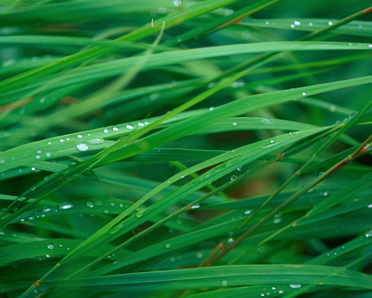 Green Blades Of Grass Wallpaper for Desktop 1280x1024