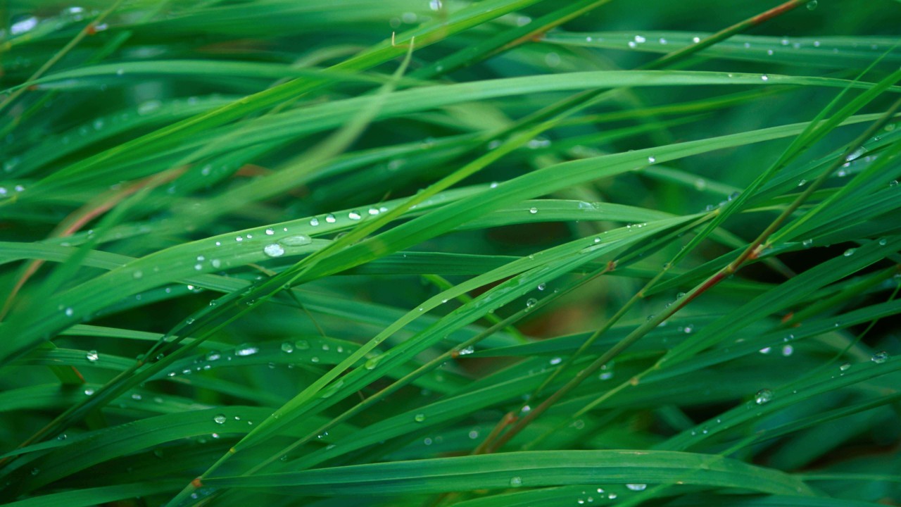 Green Blades Of Grass Wallpaper for Desktop 1280x720