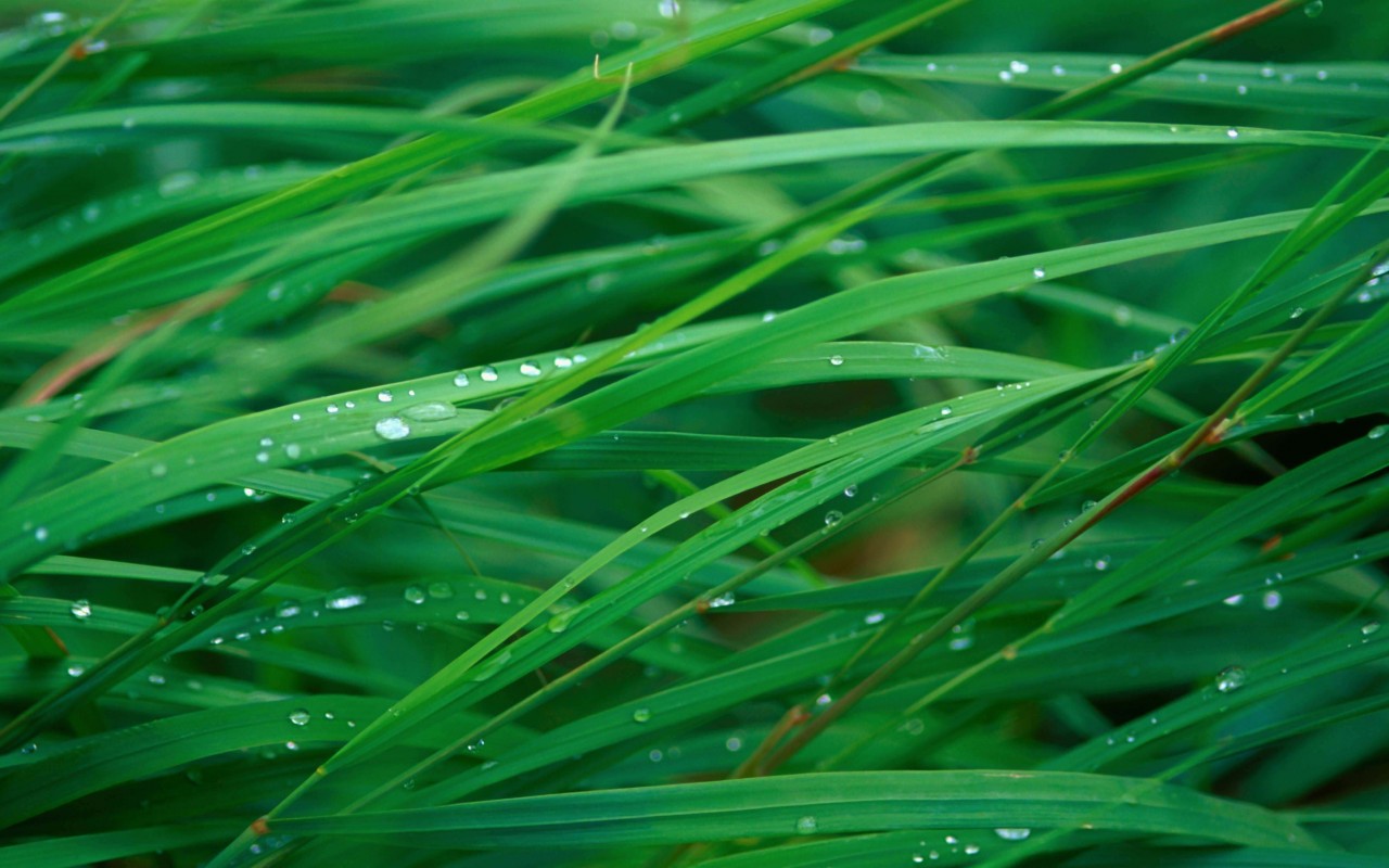 Green Blades Of Grass Wallpaper for Desktop 1280x800