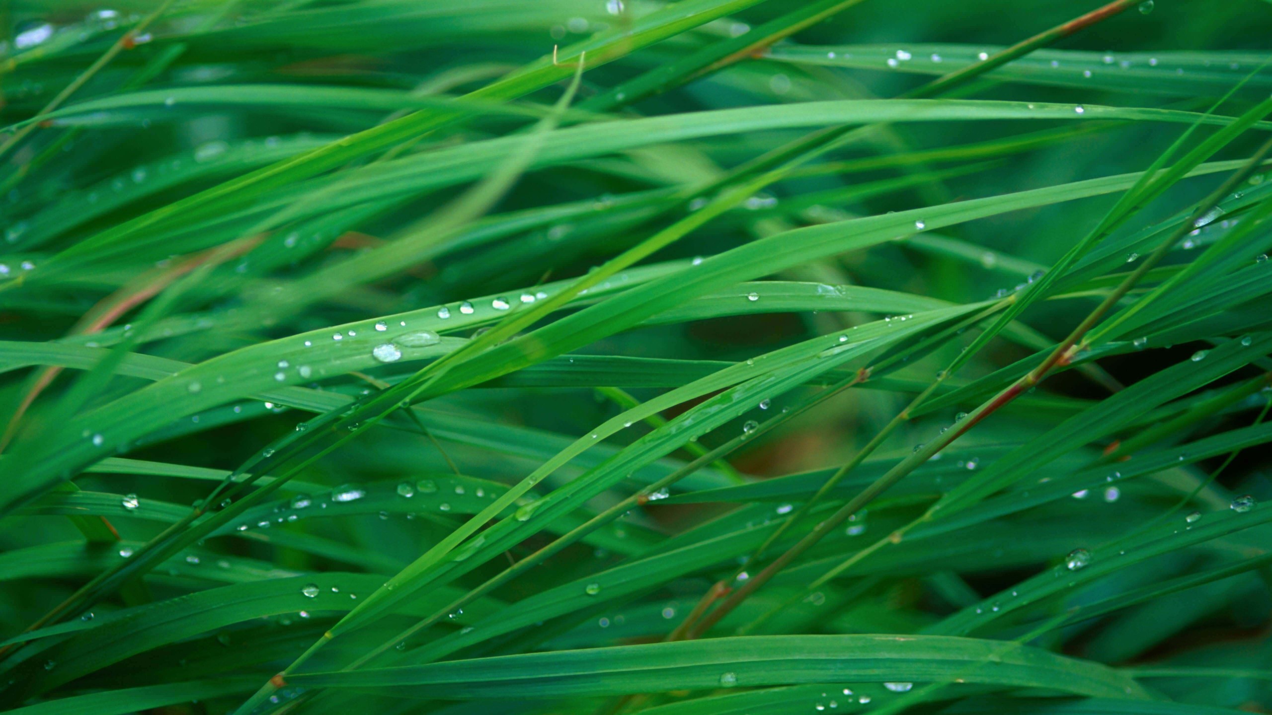 Green Blades Of Grass Wallpaper for Desktop 2560x1440