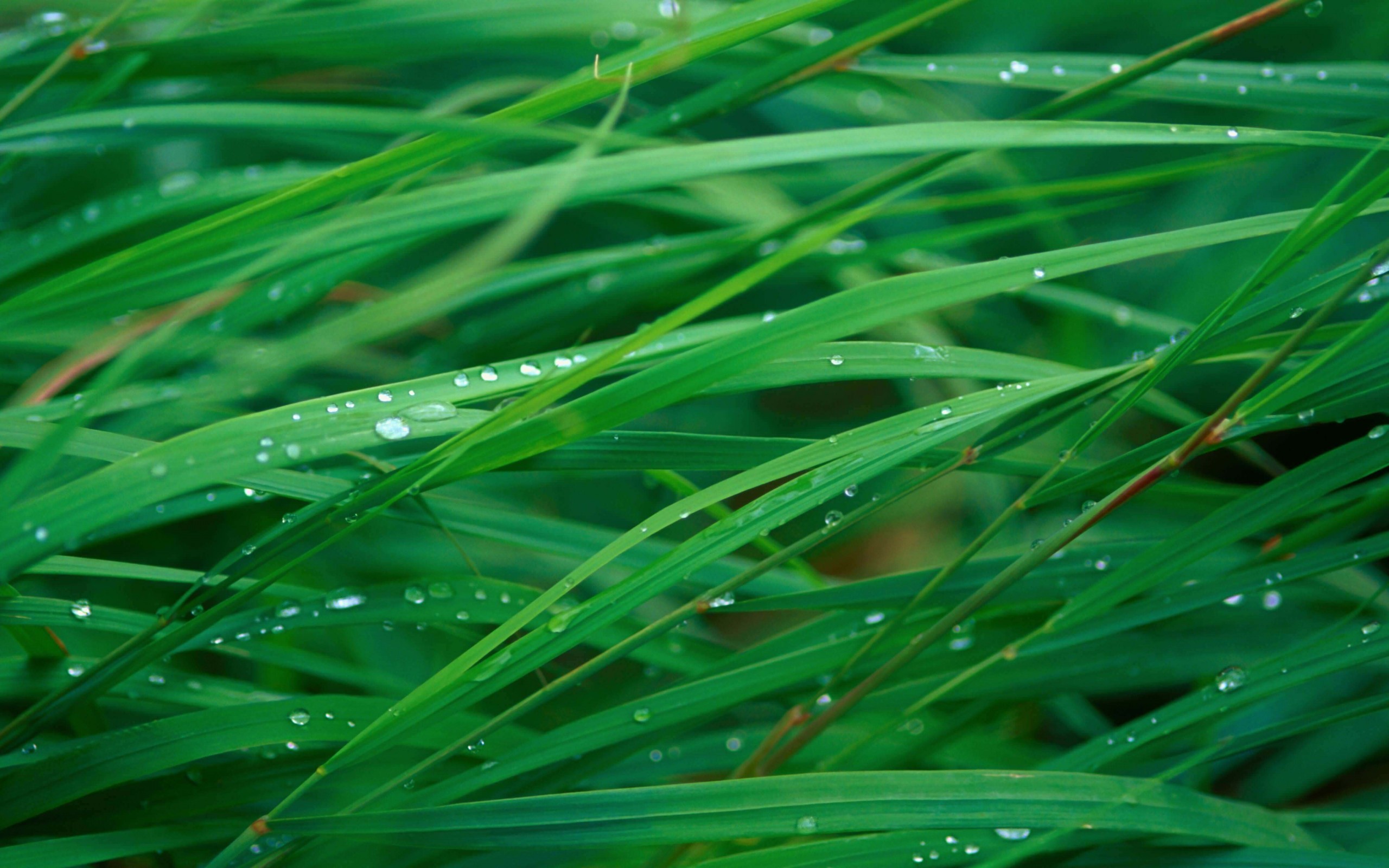 Green Blades Of Grass Wallpaper for Desktop 2560x1600