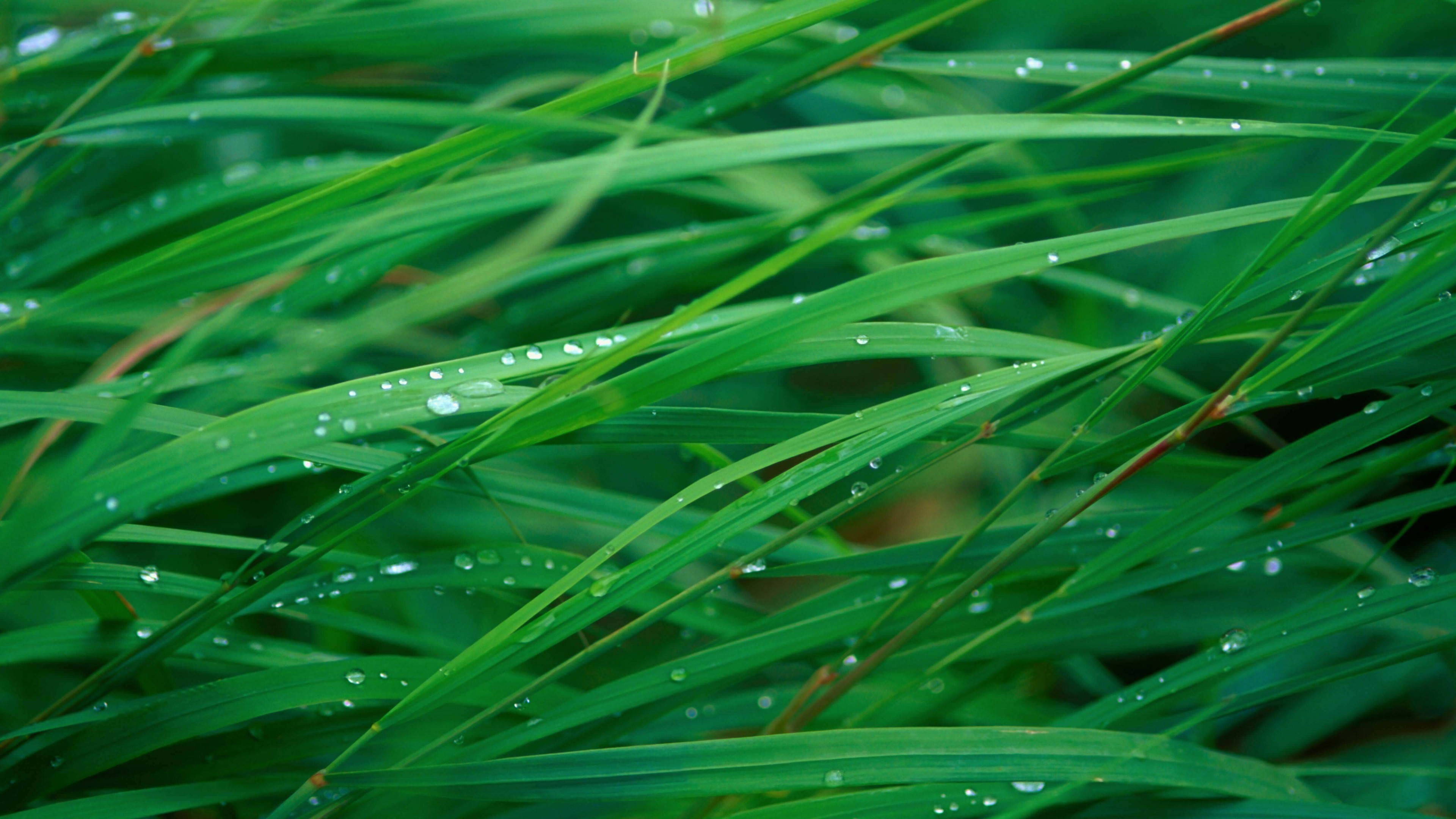 Green Blades Of Grass Wallpaper for Desktop 4K 3840x2160