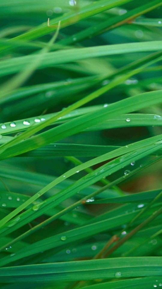 Green Blades Of Grass Wallpaper for SAMSUNG Galaxy S4 Mini