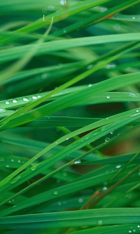 Green Blades Of Grass Wallpaper for HTC Desire HD