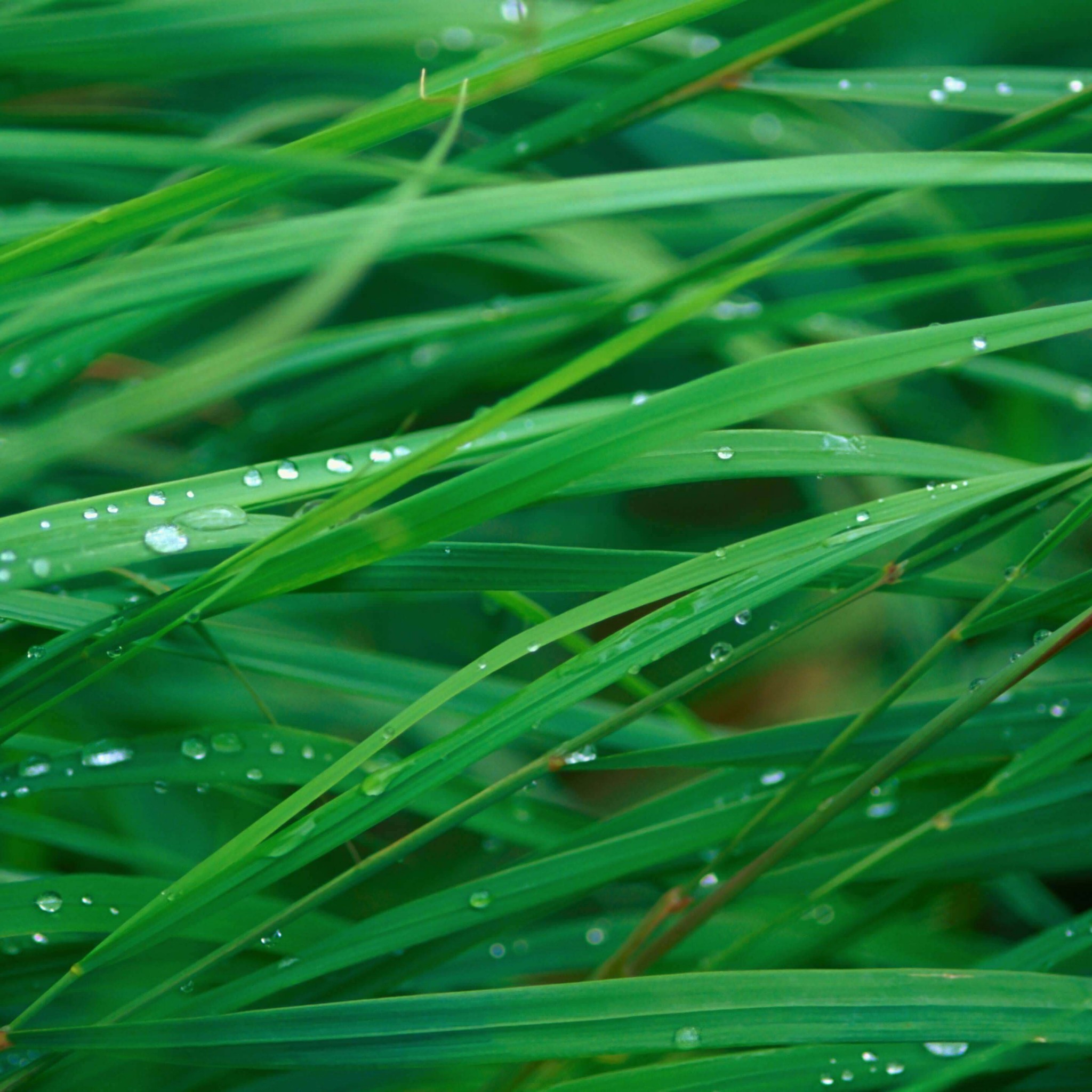 Green Blades Of Grass Wallpaper for Google Nexus 9
