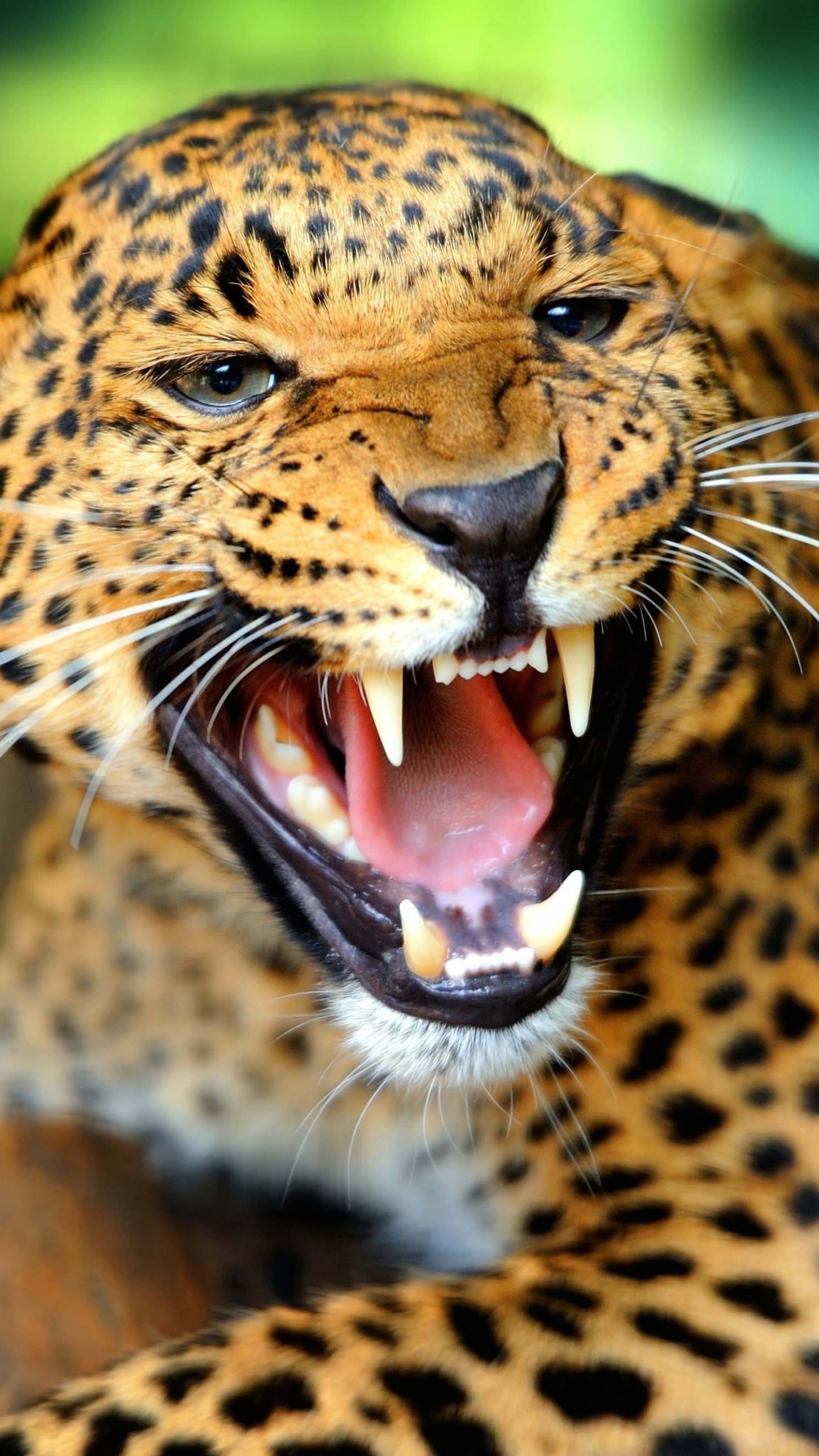 Growling Leopard Wallpaper for SAMSUNG Galaxy Note 4