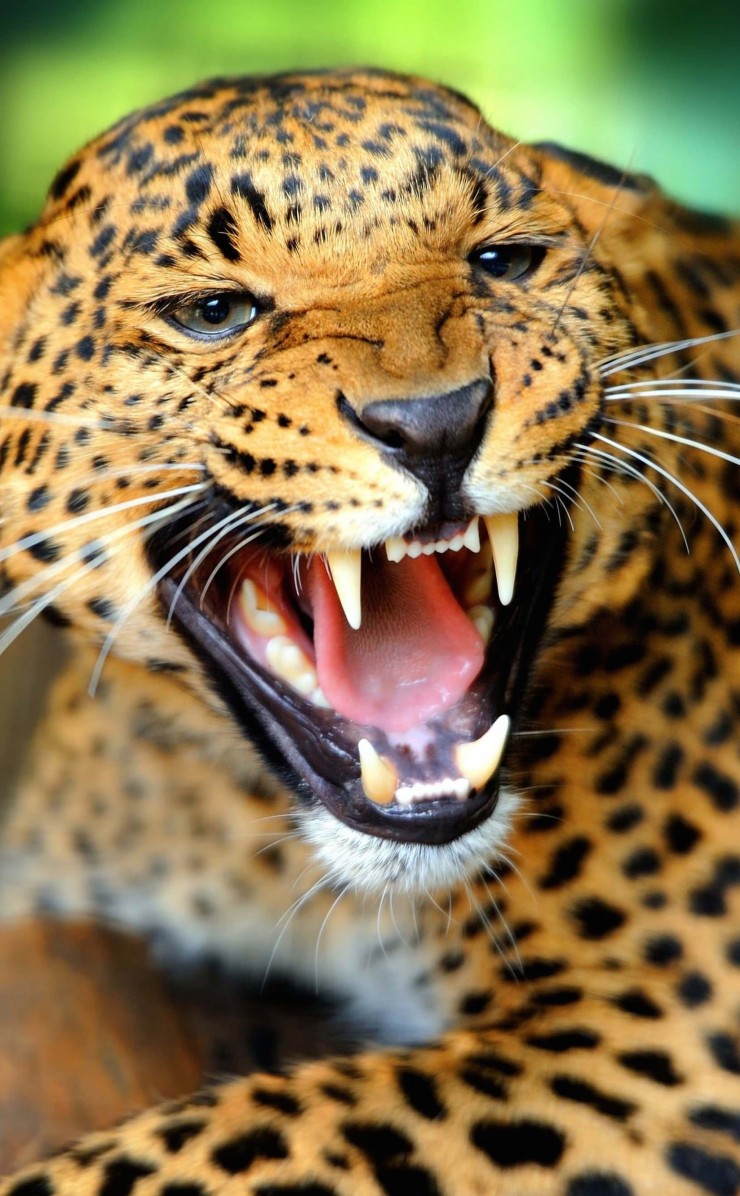 Growling Leopard Wallpaper for Apple iPhone 4 / 4s