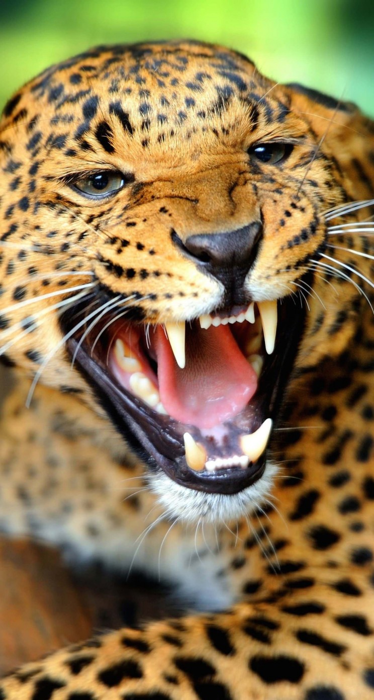 Growling Leopard Wallpaper for Apple iPhone 5 / 5s