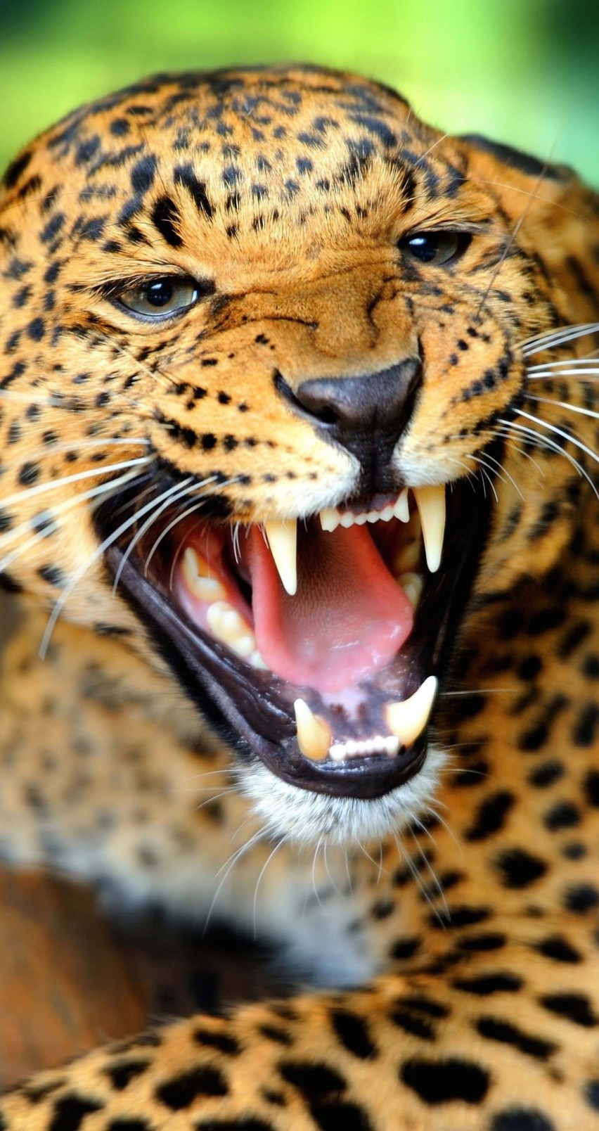 Growling Leopard Wallpaper for Apple iPhone 6 / 6s