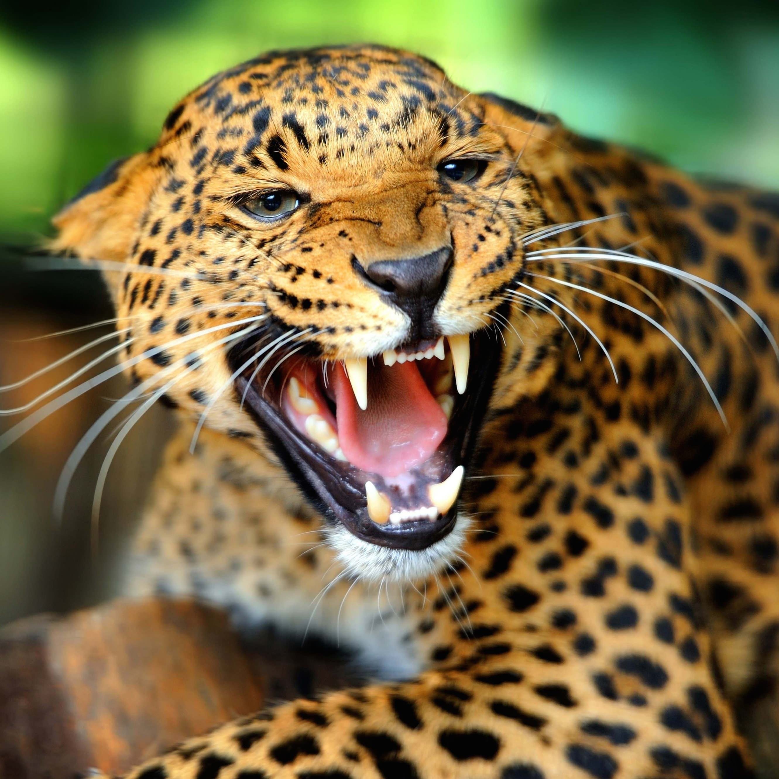Growling Leopard Wallpaper for Apple iPhone 6 Plus