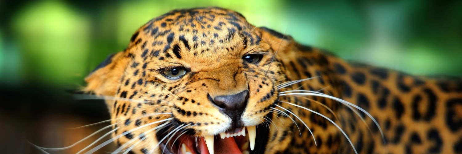 Growling Leopard Wallpaper for Social Media Twitter Header