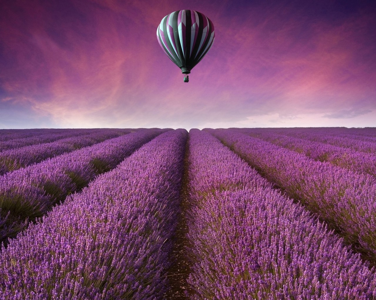 Hot Air Balloon Over Lavender Field Wallpaper for Desktop 1280x1024