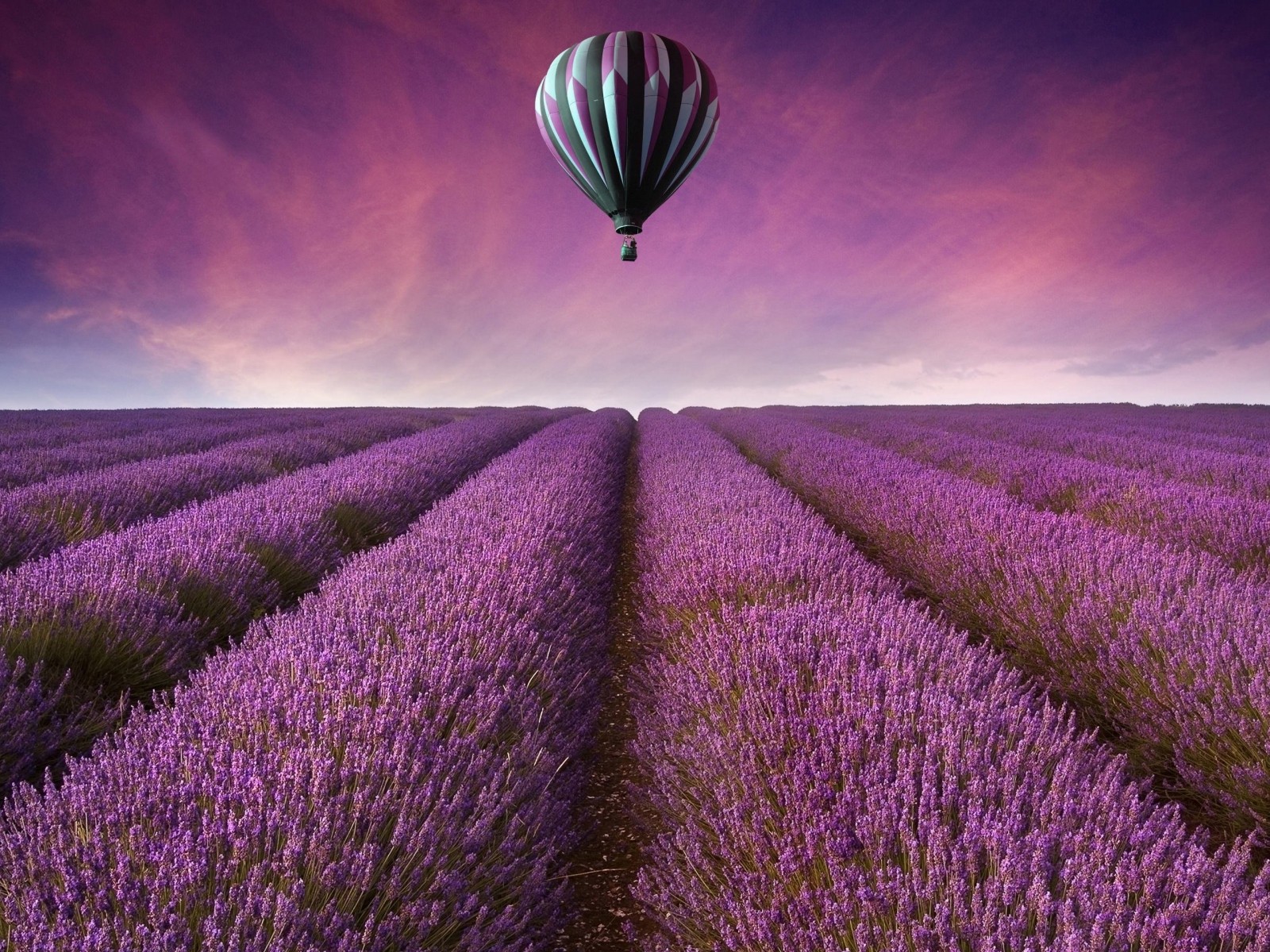 Hot Air Balloon Over Lavender Field Wallpaper for Desktop 1600x1200