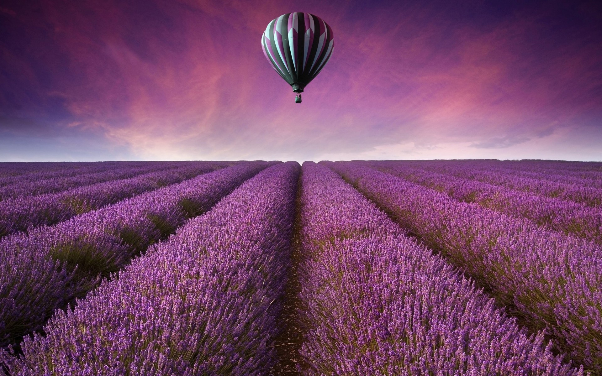 Hot Air Balloon Over Lavender Field Wallpaper for Desktop 1920x1200