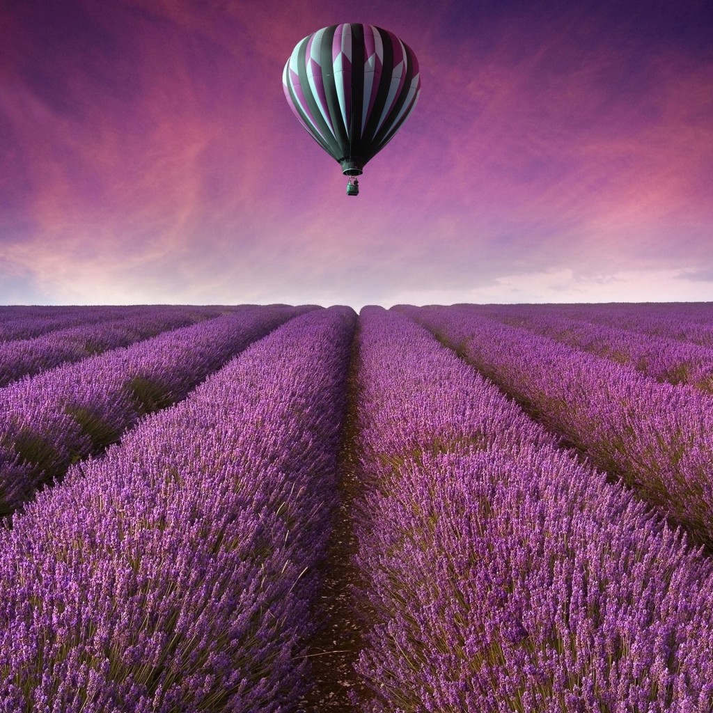 Hot Air Balloon Over Lavender Field Wallpaper for Apple iPad 2