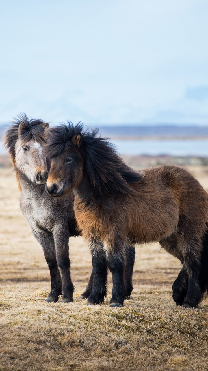 Icelandic Horses Wallpaper for SAMSUNG Galaxy Note 2