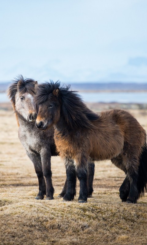 Icelandic Horses Wallpaper for HTC Desire HD