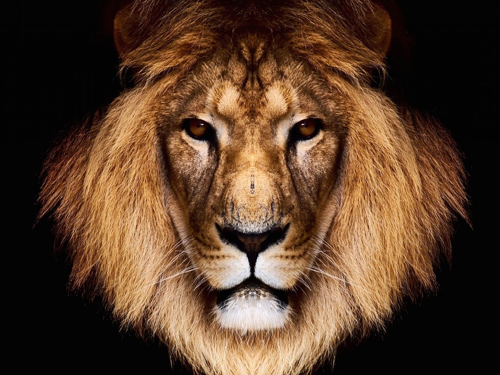 King Lion Wallpaper for Desktop 1024x768