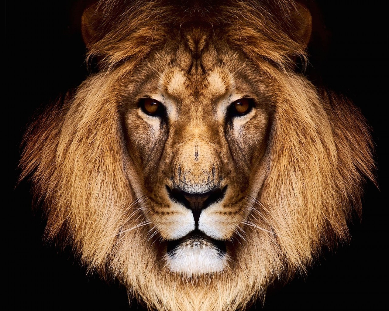 King Lion Wallpaper for Desktop 1280x1024