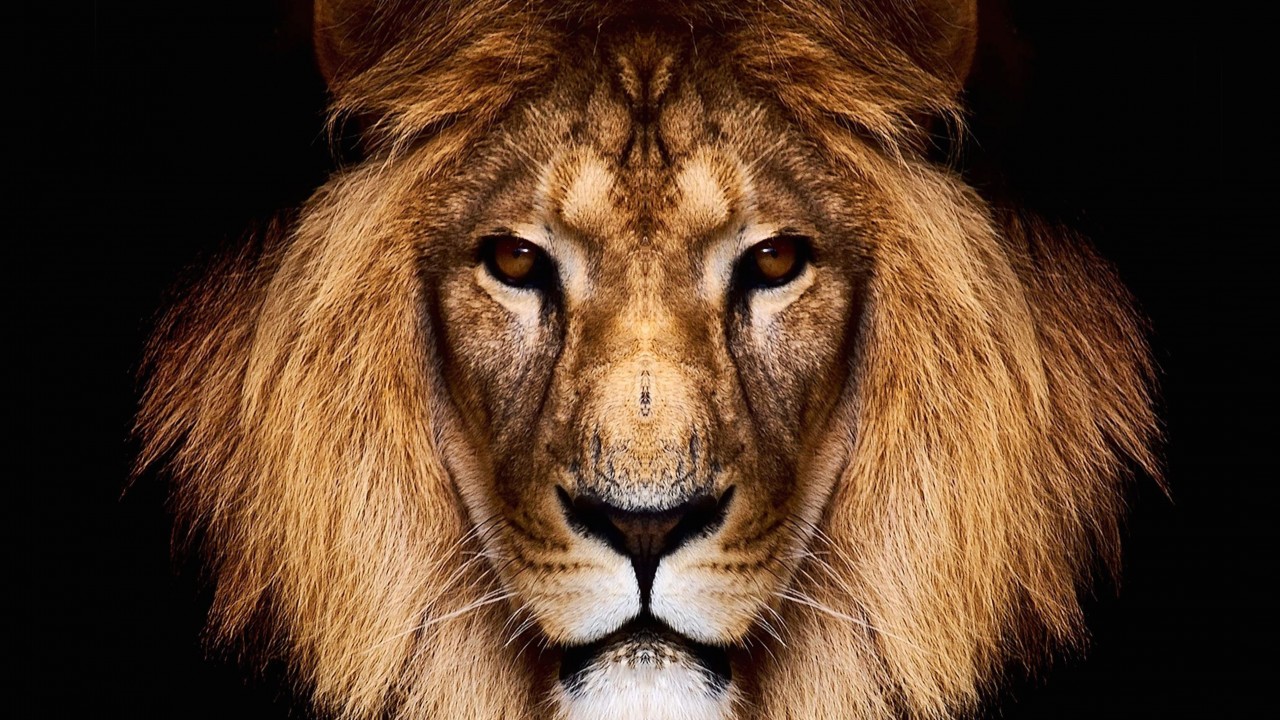 King Lion Wallpaper for Desktop 1280x720