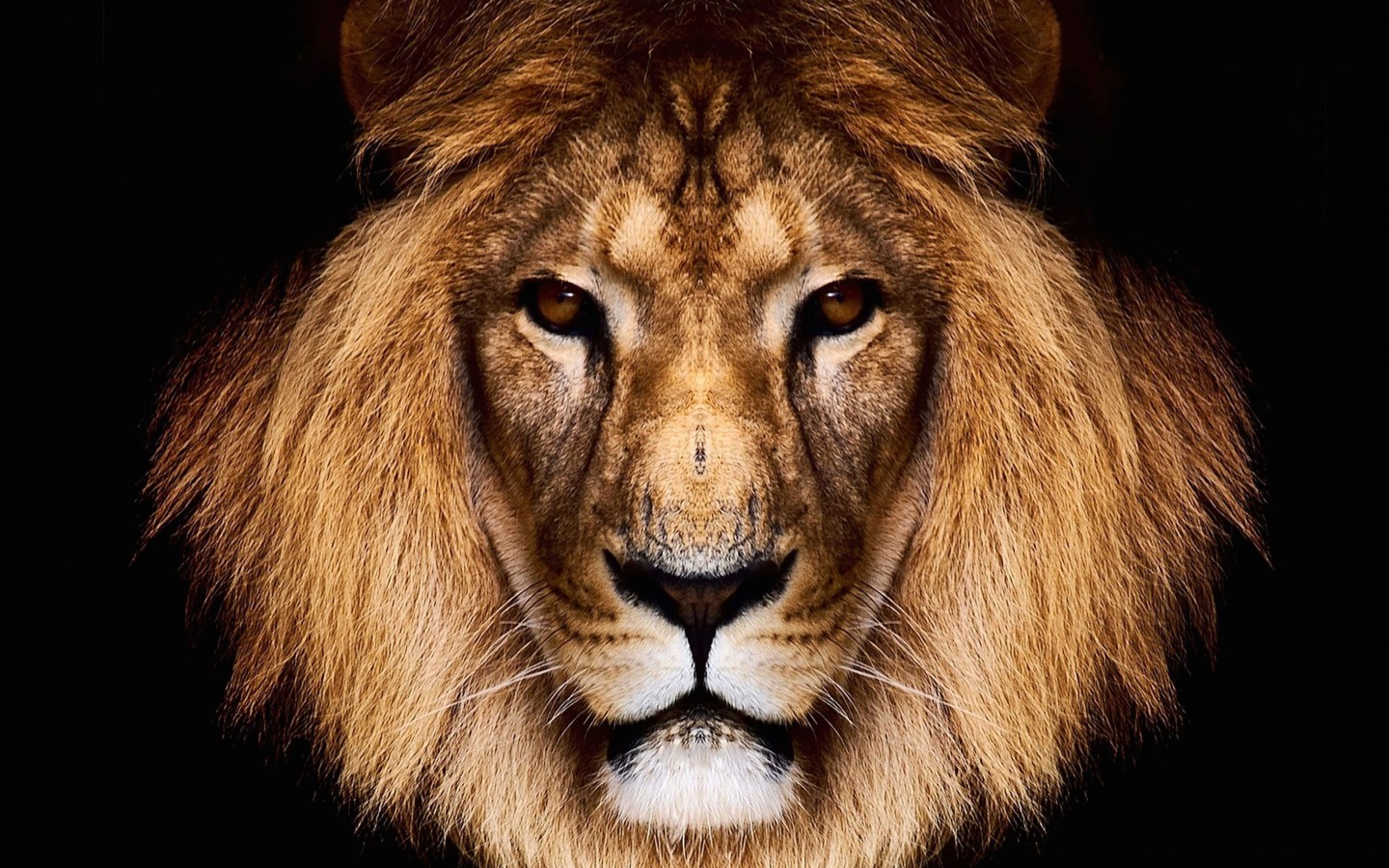 King Lion Wallpaper for Desktop 1440x900