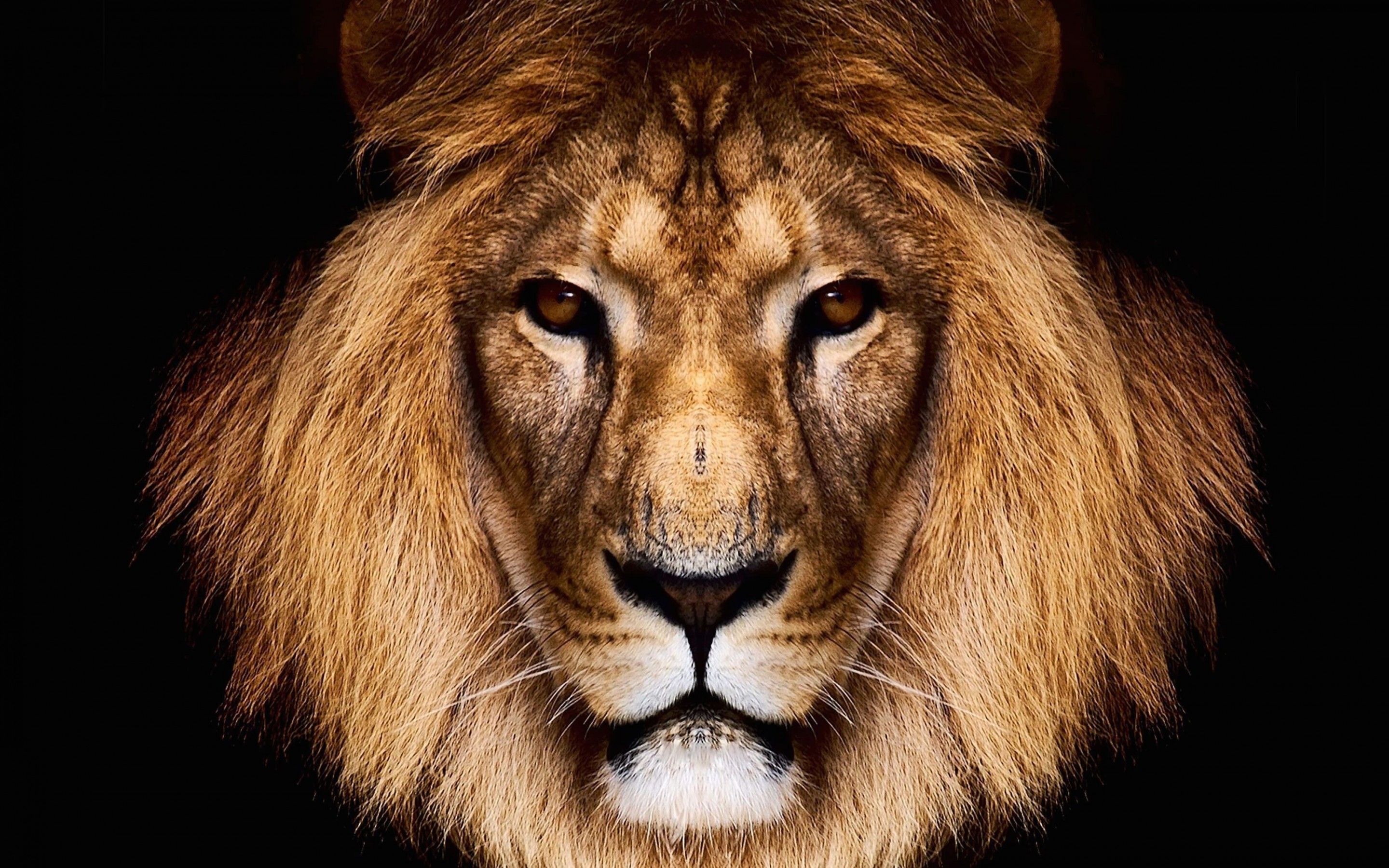 King Lion Wallpaper for Desktop 2880x1800