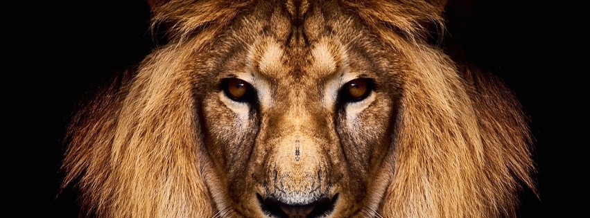 King Lion Wallpaper for Social Media Facebook Cover