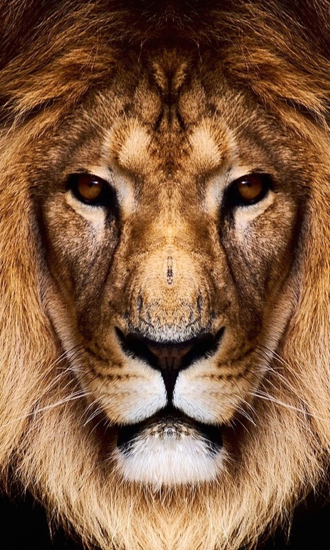 King Lion Wallpaper for SAMSUNG Galaxy S3 Mini