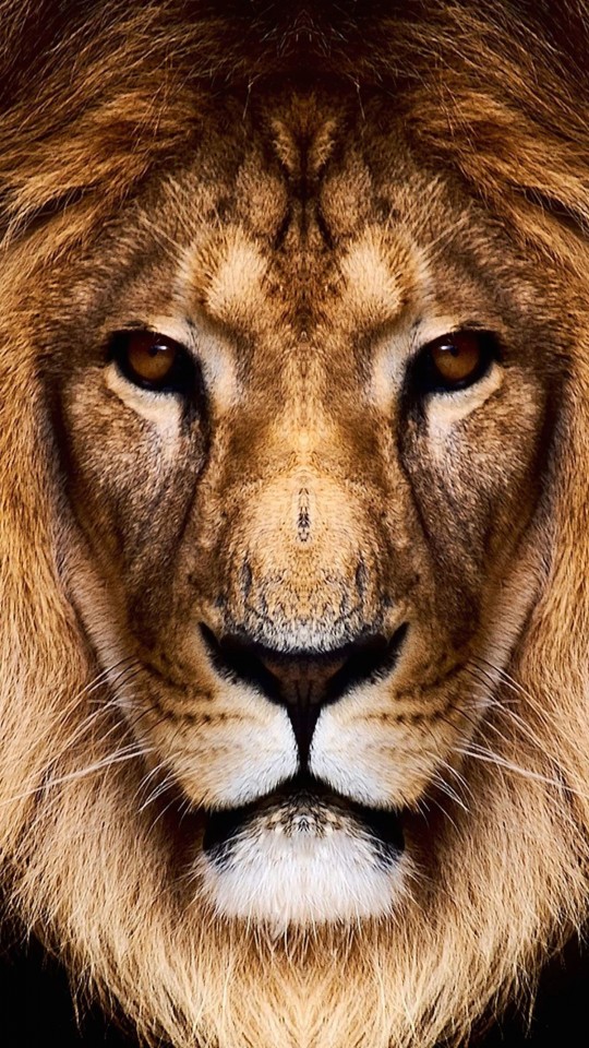 King Lion Wallpaper for SAMSUNG Galaxy S4 Mini