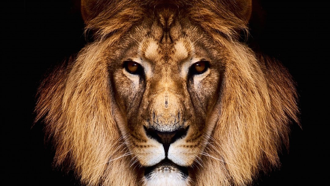 King Lion Wallpaper for Social Media Google Plus Cover
