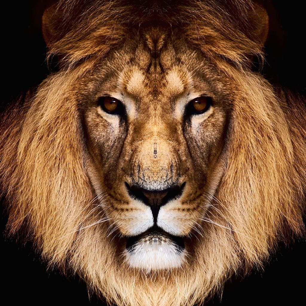 King Lion Wallpaper for Apple iPad
