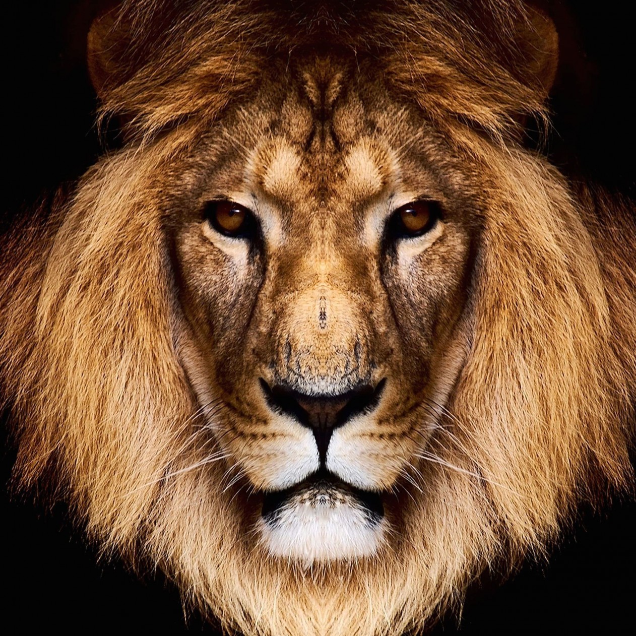 King Lion Wallpaper for Apple iPad mini