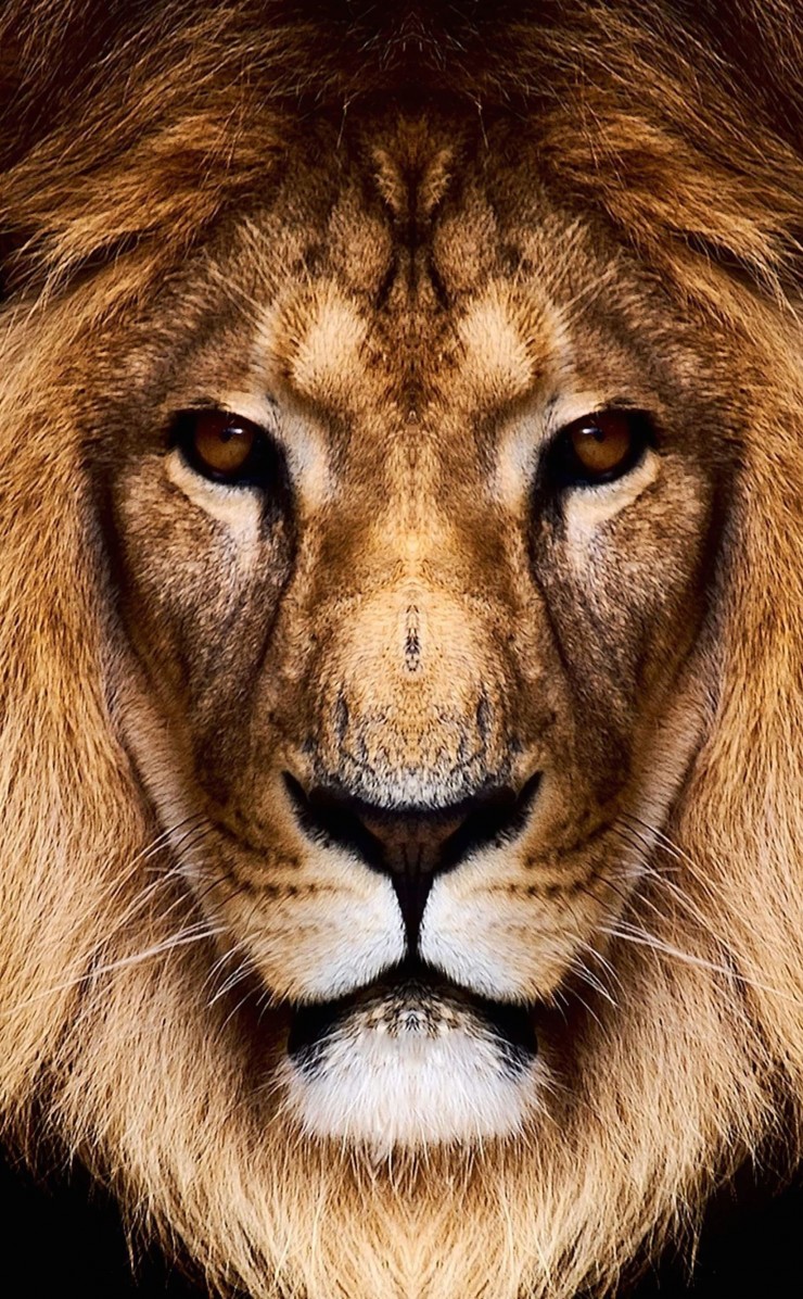 King Lion Wallpaper for Apple iPhone 4 / 4s