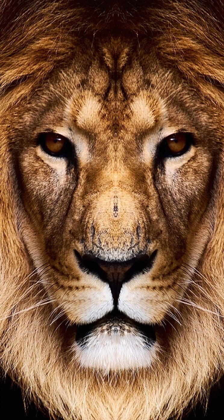 King Lion Wallpaper for Apple iPhone 5 / 5s