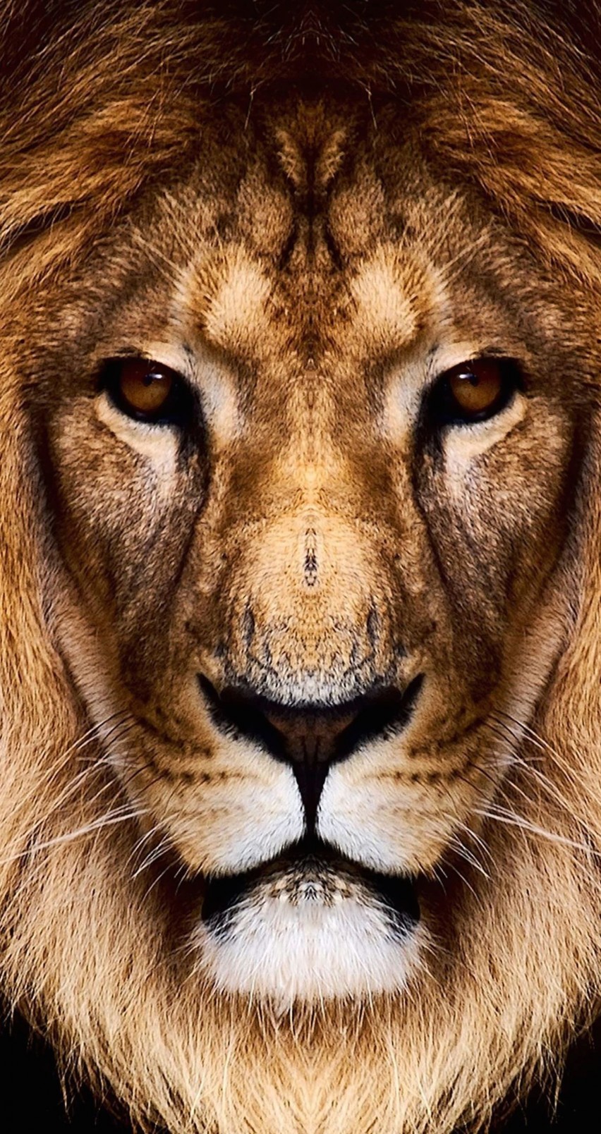 King Lion Wallpaper for Apple iPhone 6 / 6s