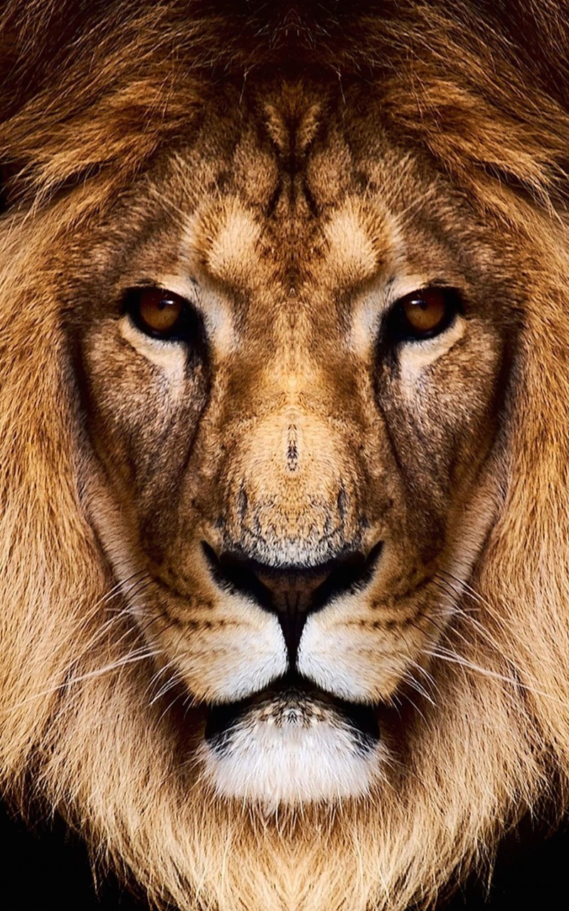 King Lion Wallpaper for Amazon Kindle Fire HD