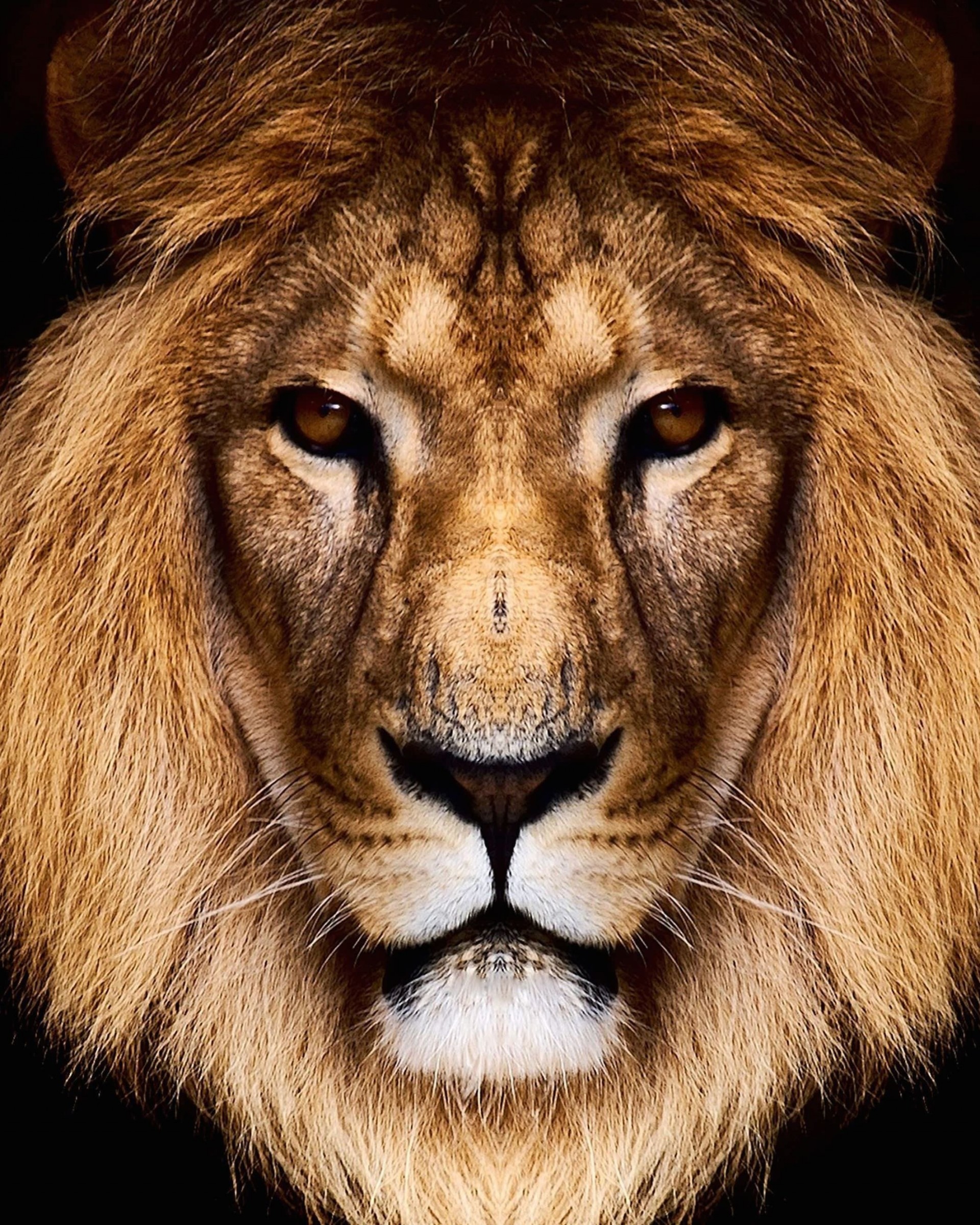 King Lion Wallpaper for Google Nexus 7