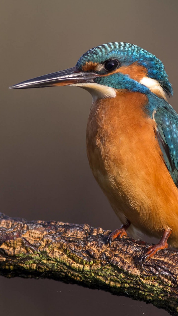 Kingfisher Wallpaper for SAMSUNG Galaxy Note 2
