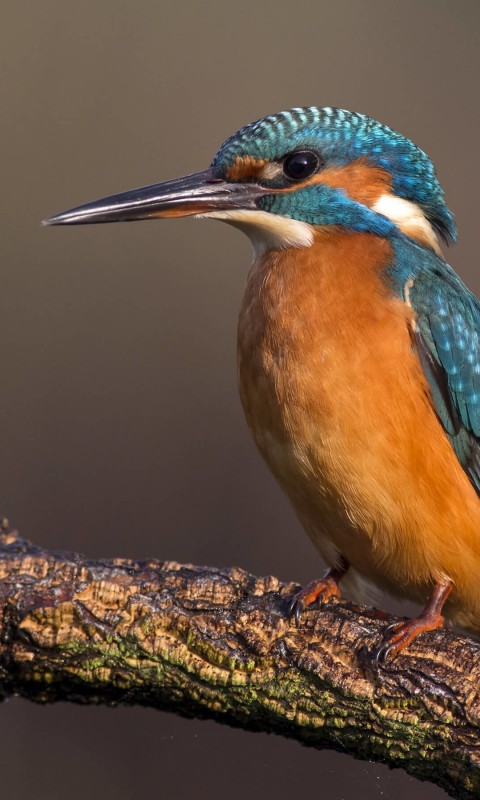 Kingfisher Wallpaper for HTC Desire HD