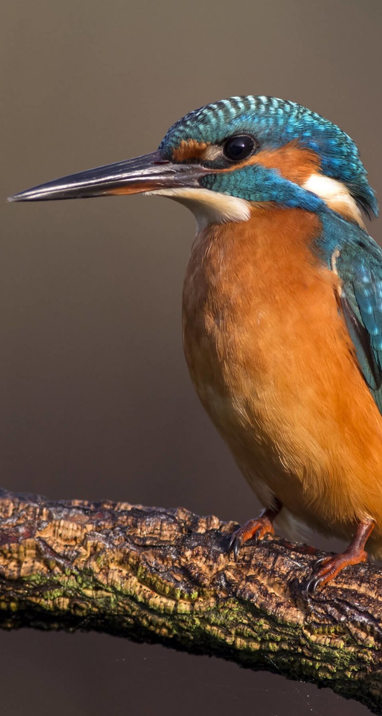 Kingfisher Wallpaper for Apple iPhone 5 / 5s