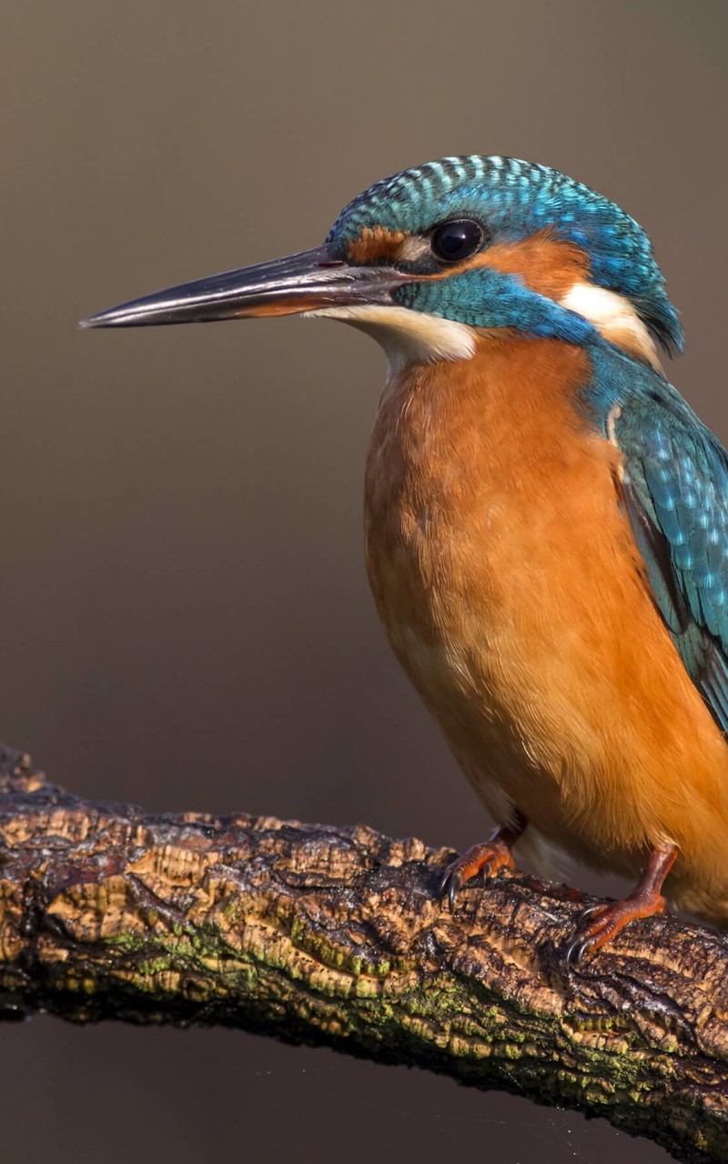 Kingfisher Wallpaper for Amazon Kindle Fire HD