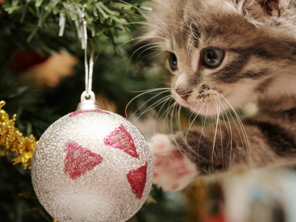 Kitten Playing With Christmas Ornaments Wallpaper for Desktop 1024x768