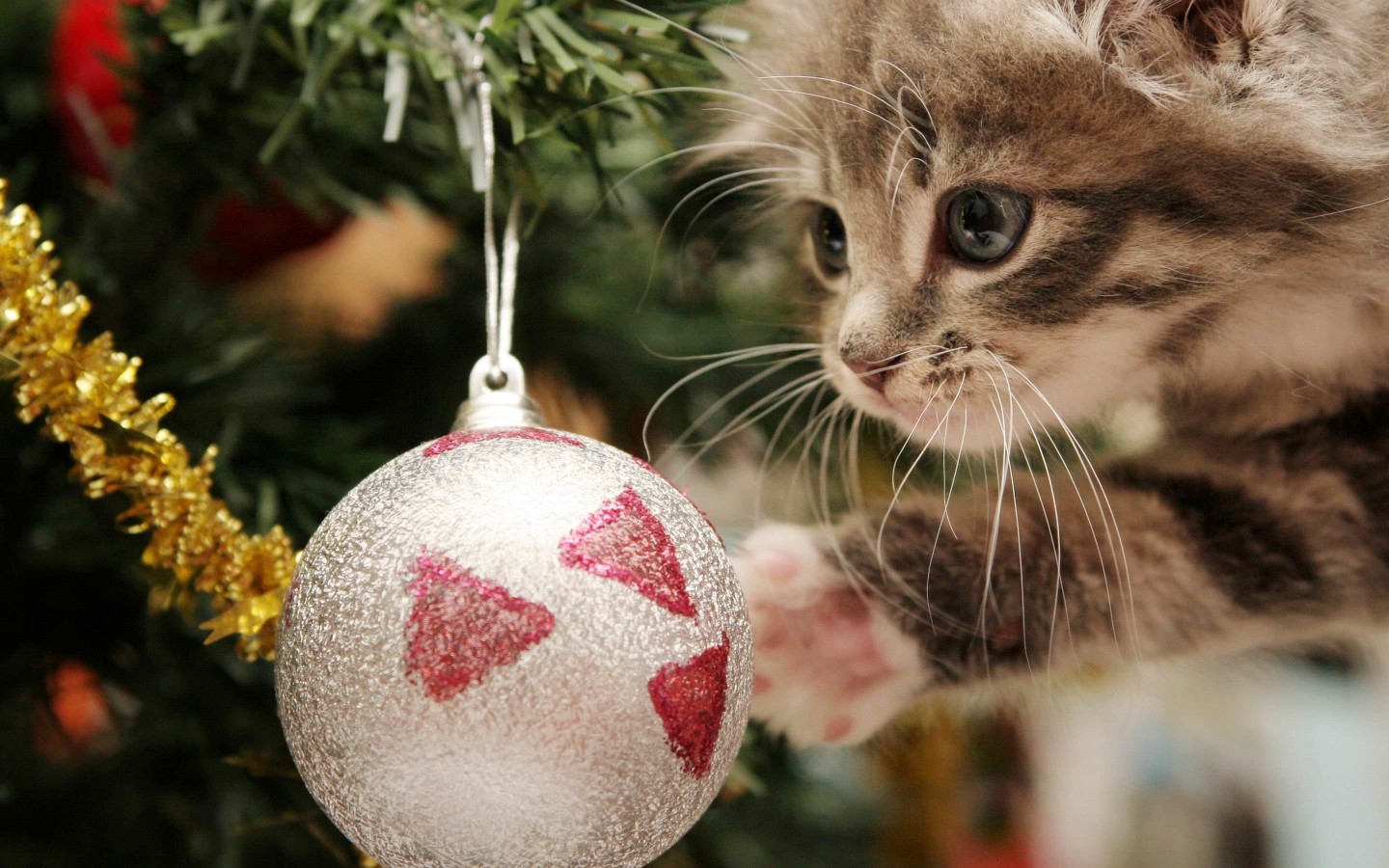 Kitten Playing With Christmas Ornaments Wallpaper for Desktop 1440x900