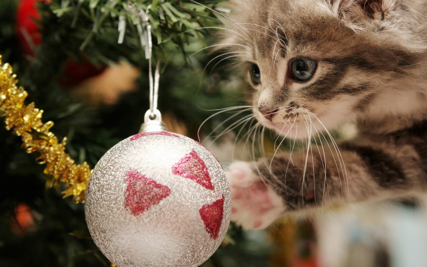 Kitten Playing With Christmas Ornaments Wallpaper for Desktop 1680x1050