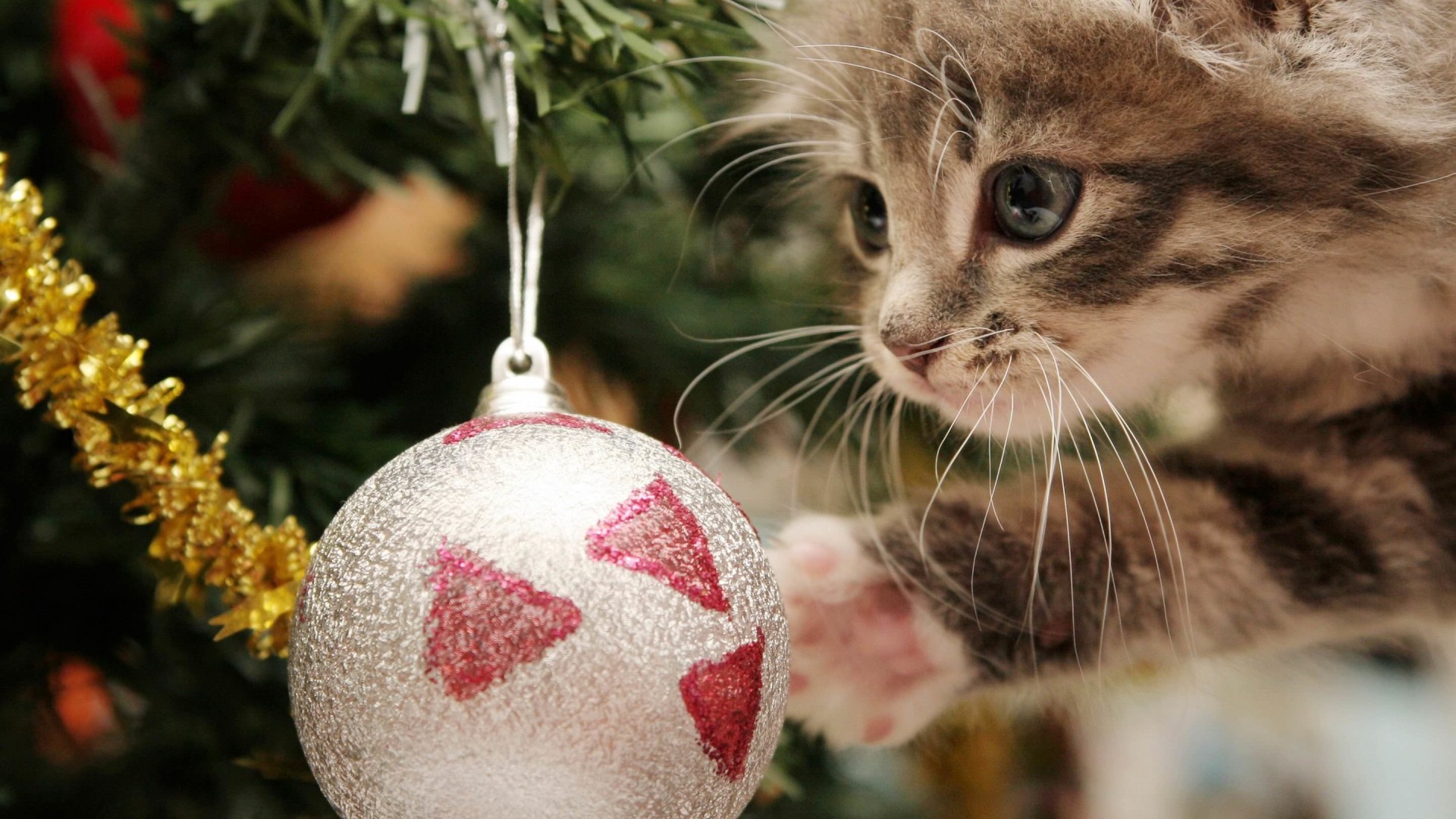 Kitten Playing With Christmas Ornaments Wallpaper for Desktop 1920x1080